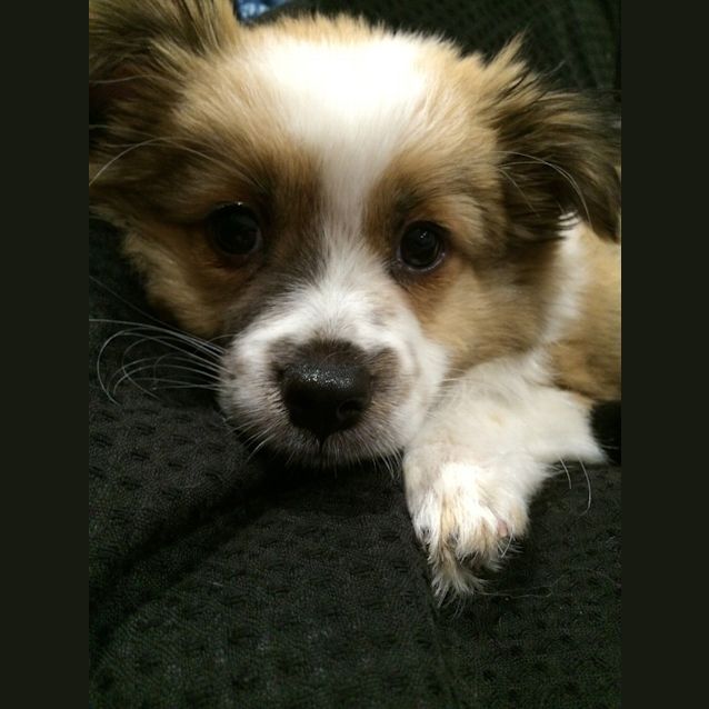 Photo of Pongo   Cavoodle X