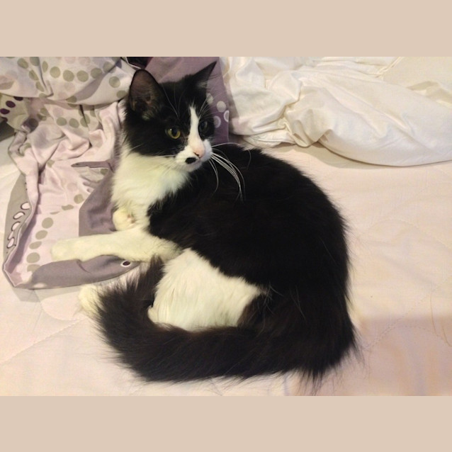 Photo of Lady