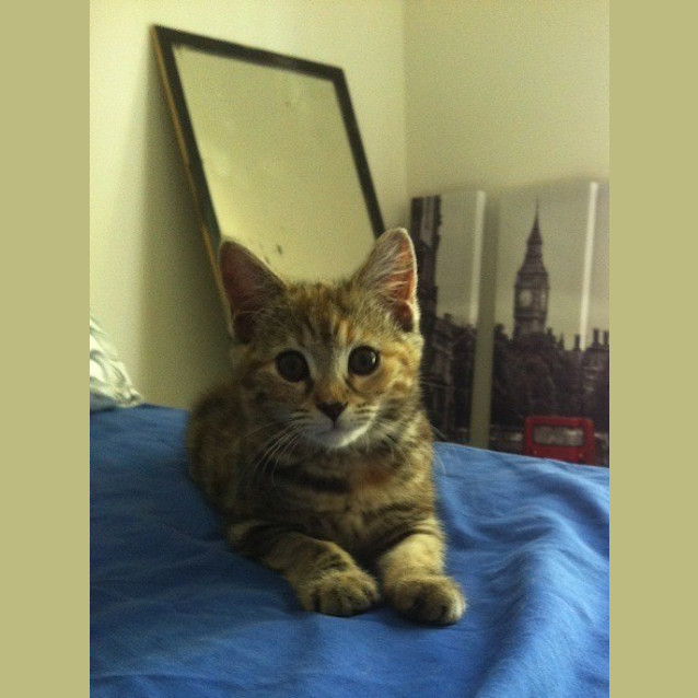 Photo of Portia