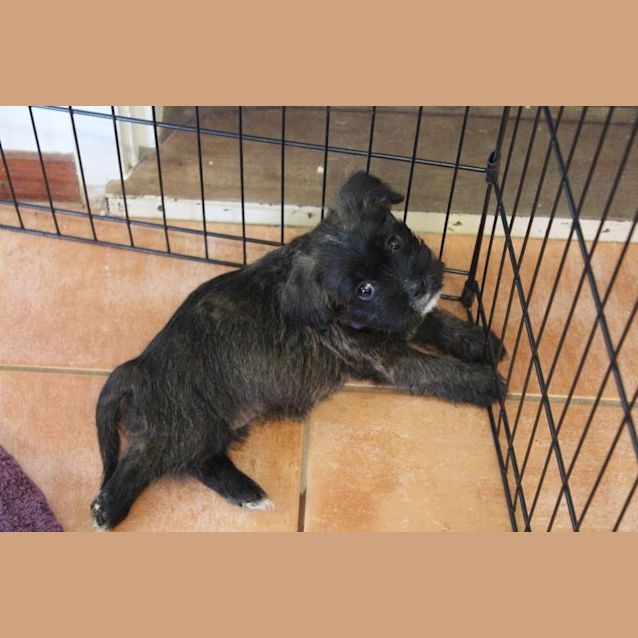 Photo of Holly (D2574) 