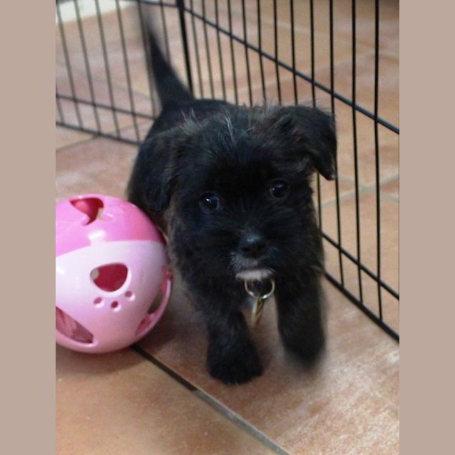 Photo of Holly (D2574) 