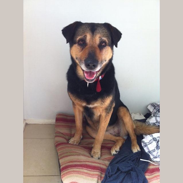 Photo of Suzie: Perfect Pal