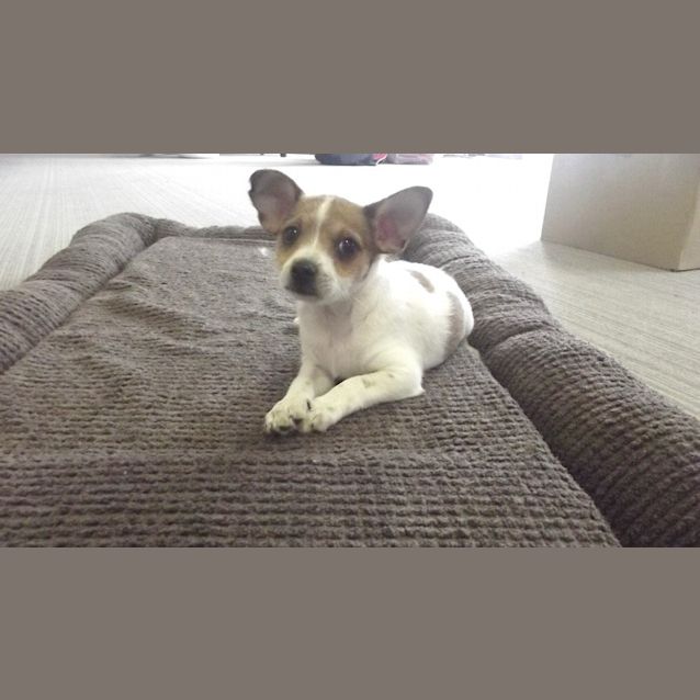 Photo of Fudge