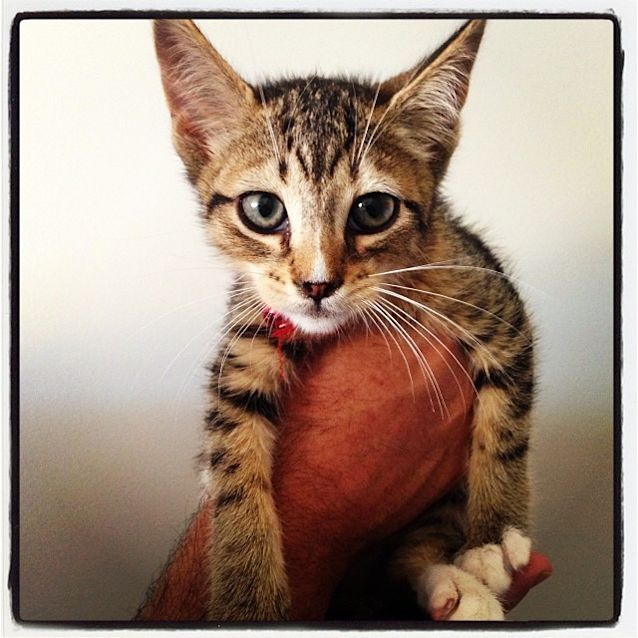 Photo of "Whiskey"   Purrfect Match