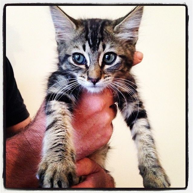 Photo of Brandy Purrfect Match