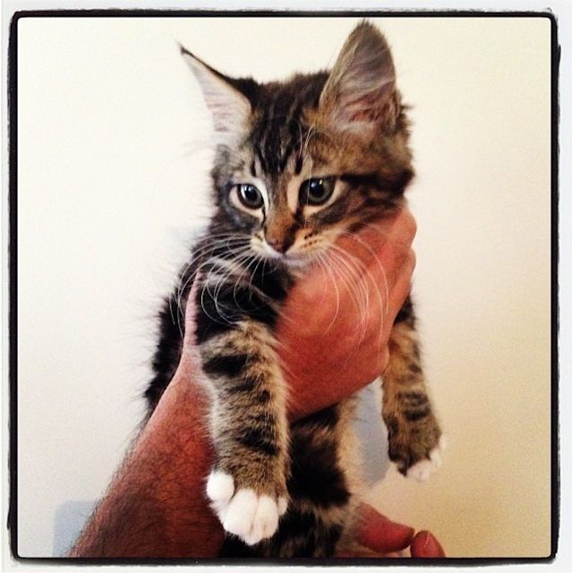 Photo of Cosmo