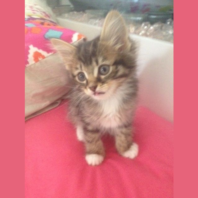 Photo of Odette