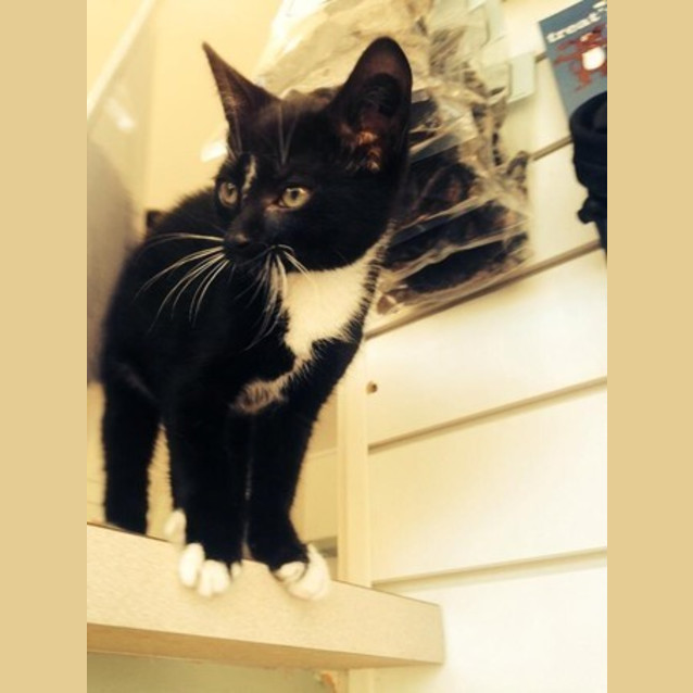 Photo of Ryley   *On Hold* Mr Handsome Tuxedo Kitty