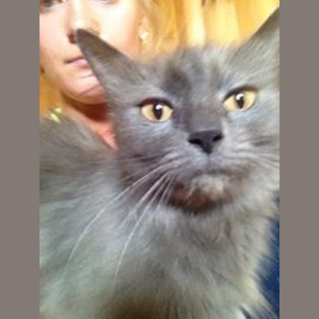 Photo of Willow