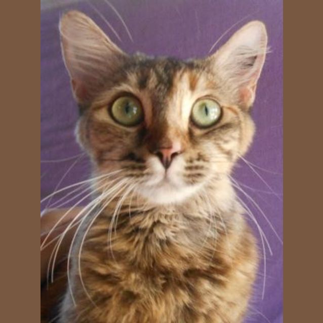 Photo of Nala