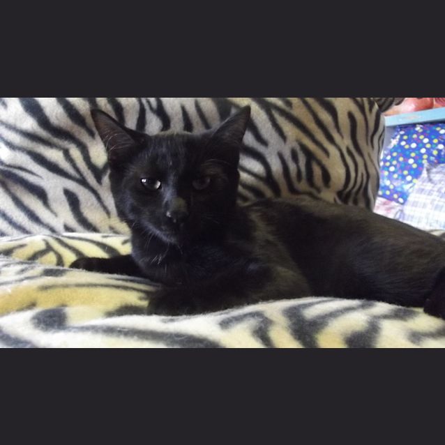 Photo of Angus