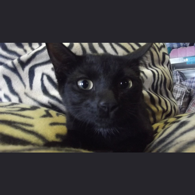 Photo of Persia