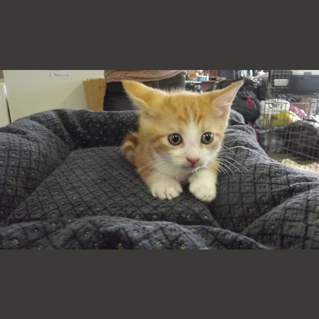 Photo of Marmalade