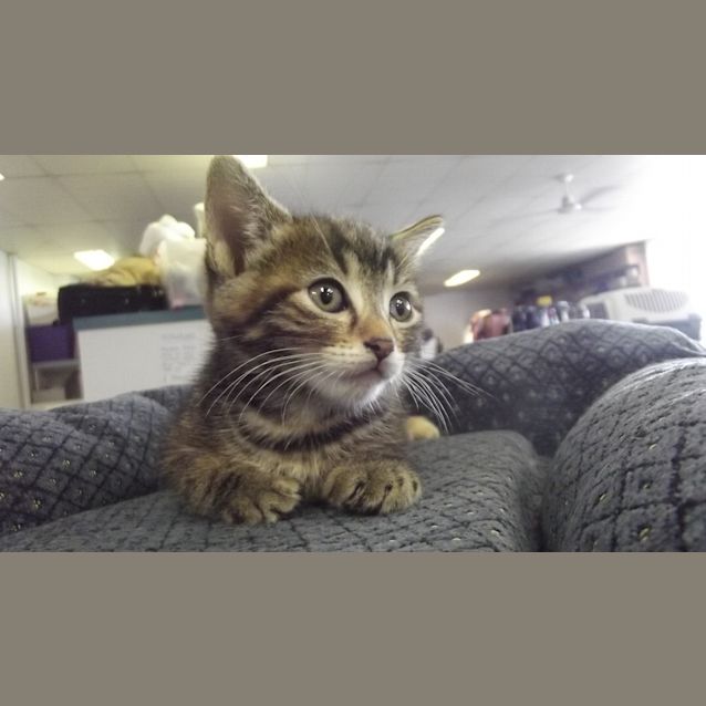 Photo of Sprinkles