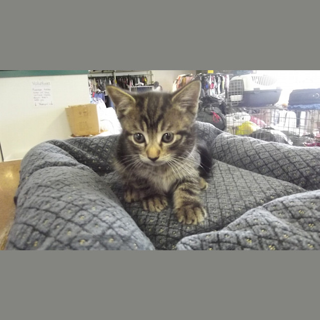 Photo of Cookie
