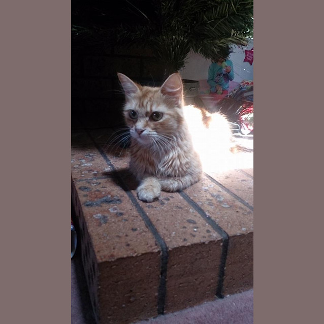 Photo of "Mama"   Purrfect Match