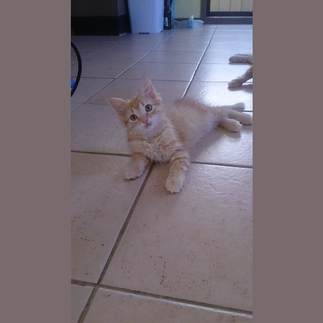 Photo of "Ginge"   Purrfect Match