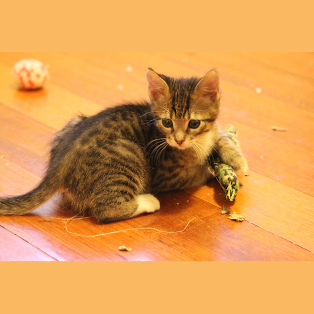 Photo of Barney 