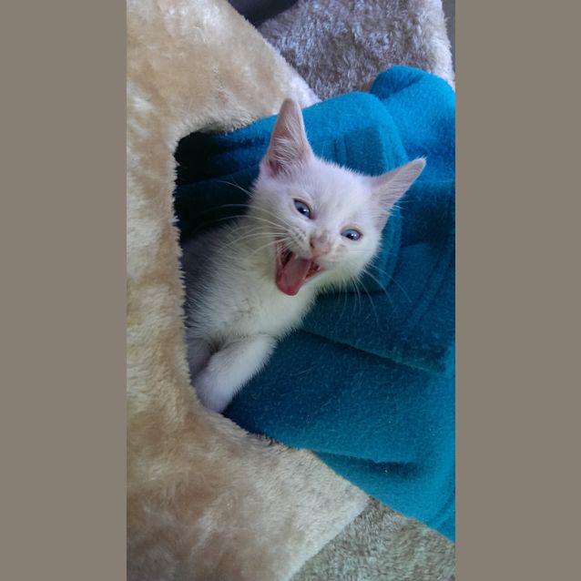 Photo of Luna
