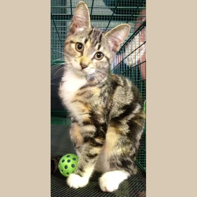 Photo of May (Squawks Pet Store)