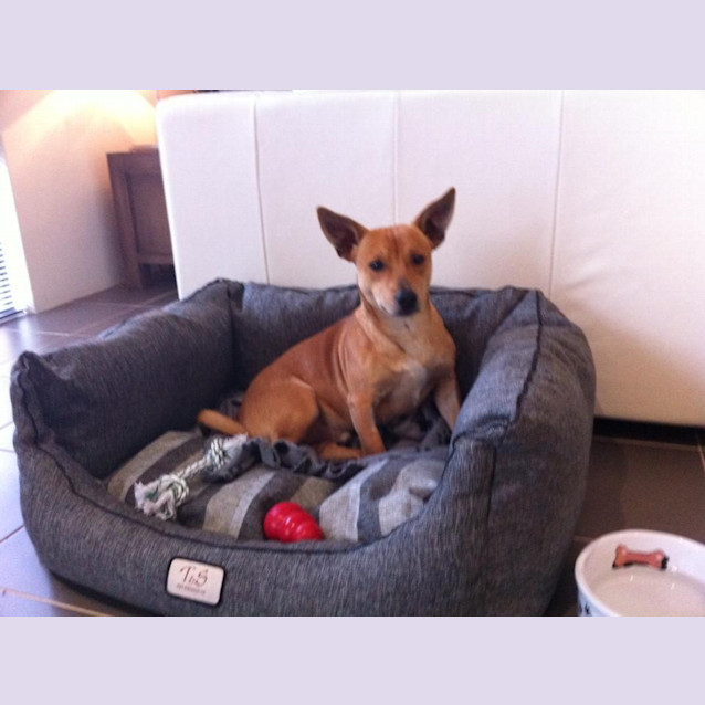 Photo of Oscar