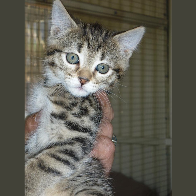 Photo of Babs  (Ready 7.2.14)