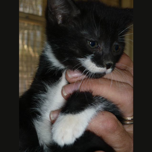 Photo of Mo  (Ready 7.2.14)