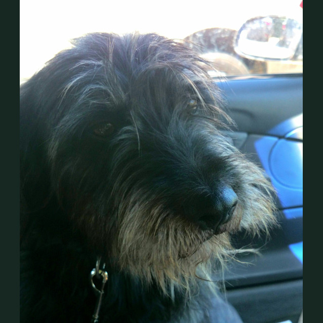 Photo of Henry The Handsome