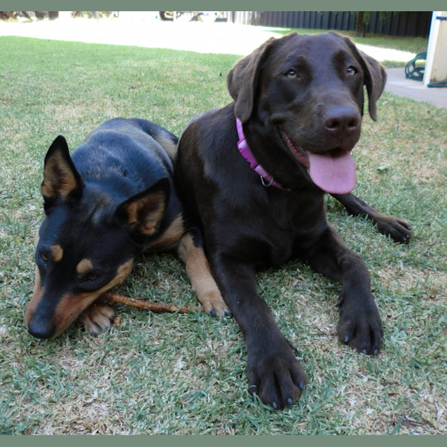 Photo of Coco *On Trial In Her New Home*