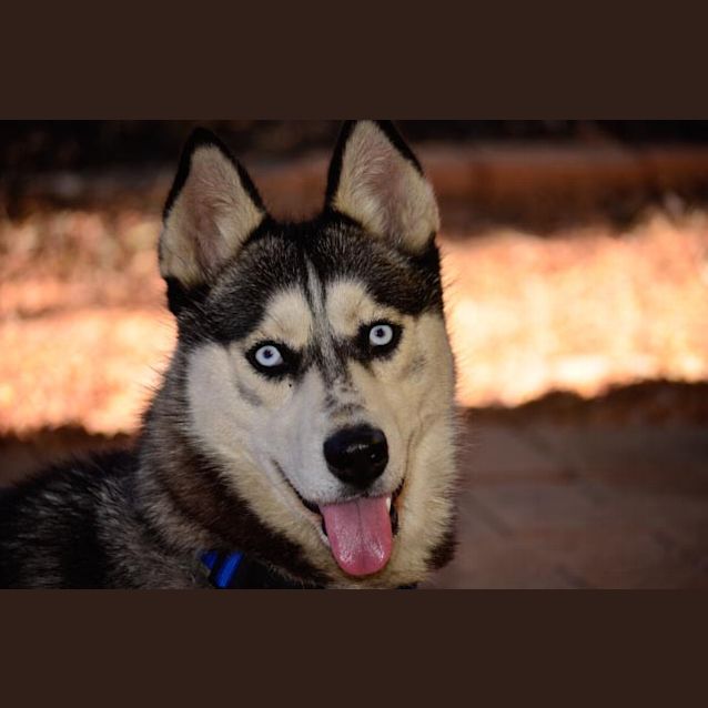 Photo of Gipsie