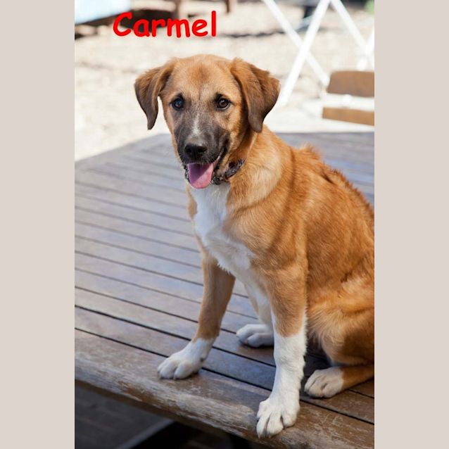 Photo of Carmel