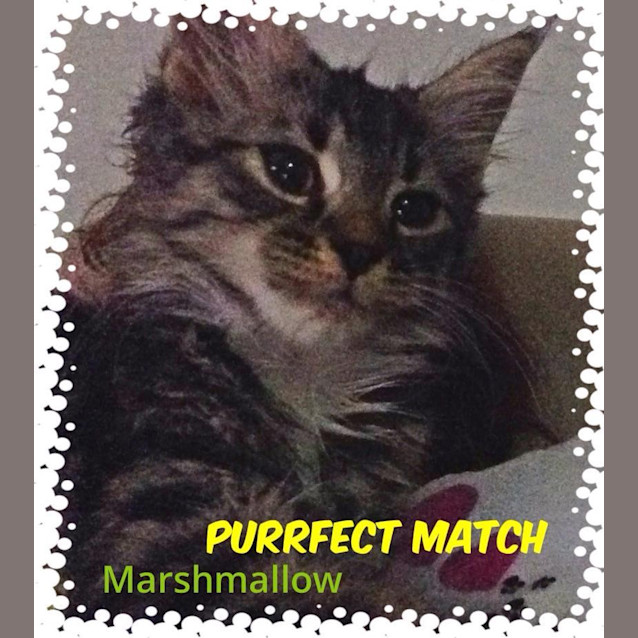Photo of Marshmallow