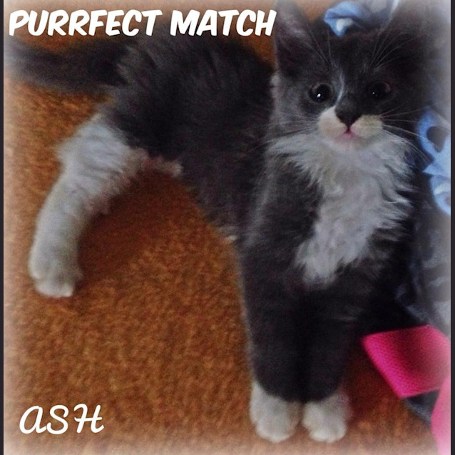 Photo of Ash
