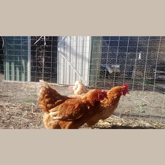 Photo of Sybil And Eleanor