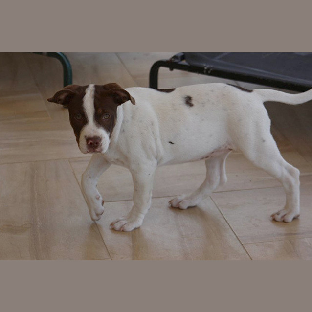 Photo of Penny