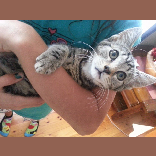 Photo of Holly Purrfect Match
