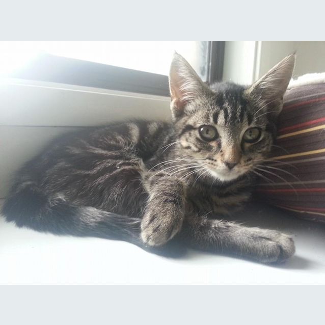 Photo of Chloe Purrfect Match