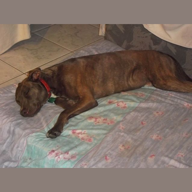Photo of Tango