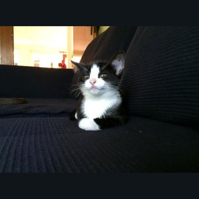 Photo of Suki 