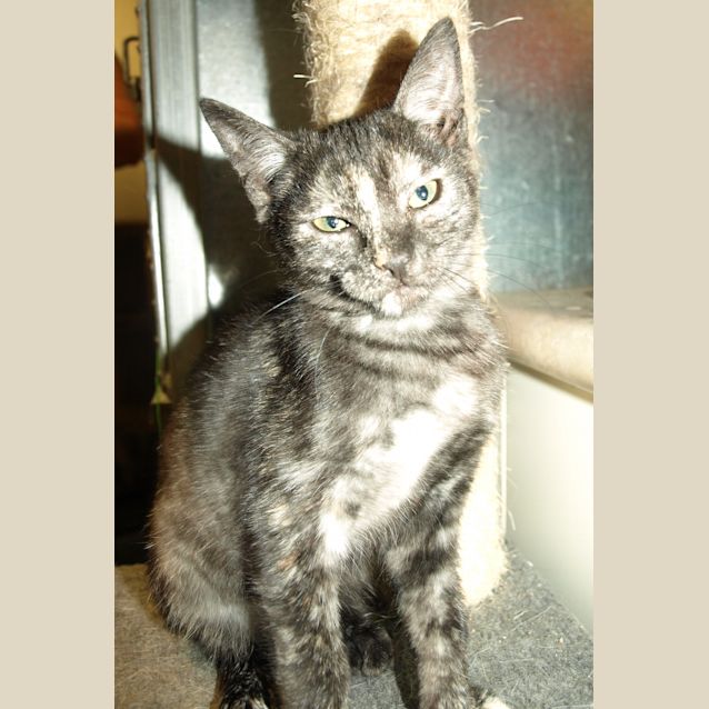 Photo of Oreo