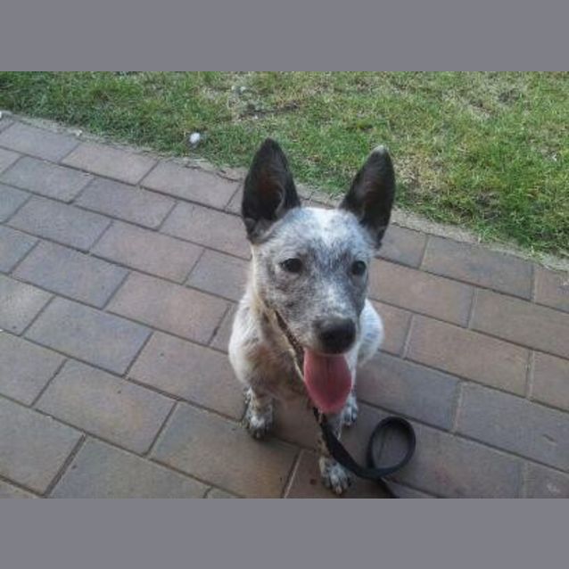 Photo of Peppy #1659