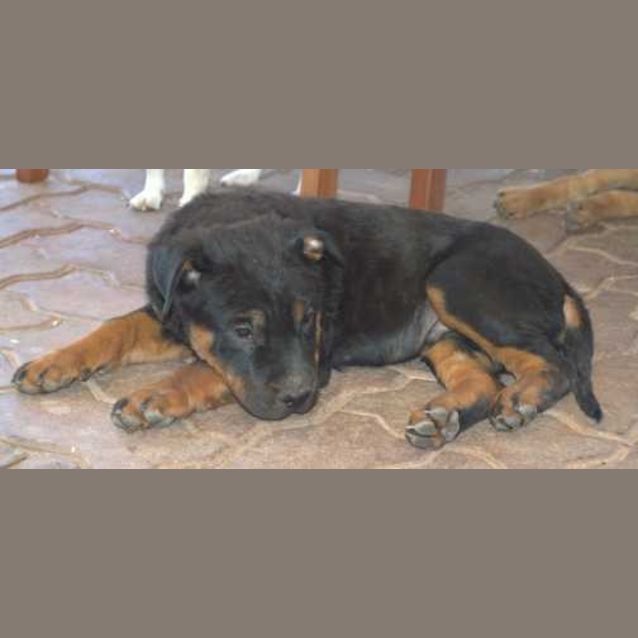 Photo of Zeus