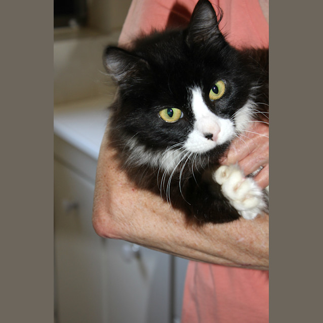 Photo of Muffin
