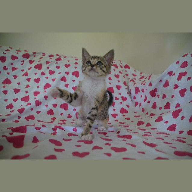 Photo of Saucy