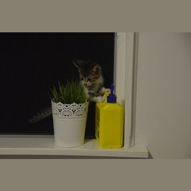 Photo of Mohawk