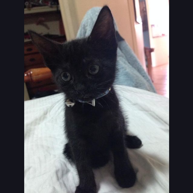 Photo of Pip