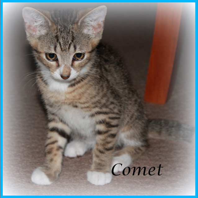 Photo of Comet