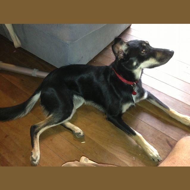 Photo of Rosie