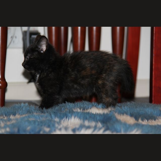 Photo of Sassy