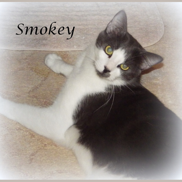 Photo of Smokey